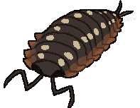 The isopod likes to lie on its back and roll the marble with its myriad legs. Isopod
