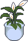 It's a spathyphyllum. Peace lily